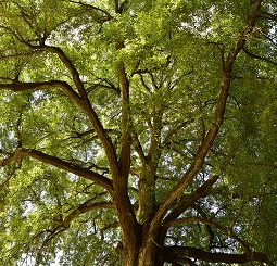 natur fotograf