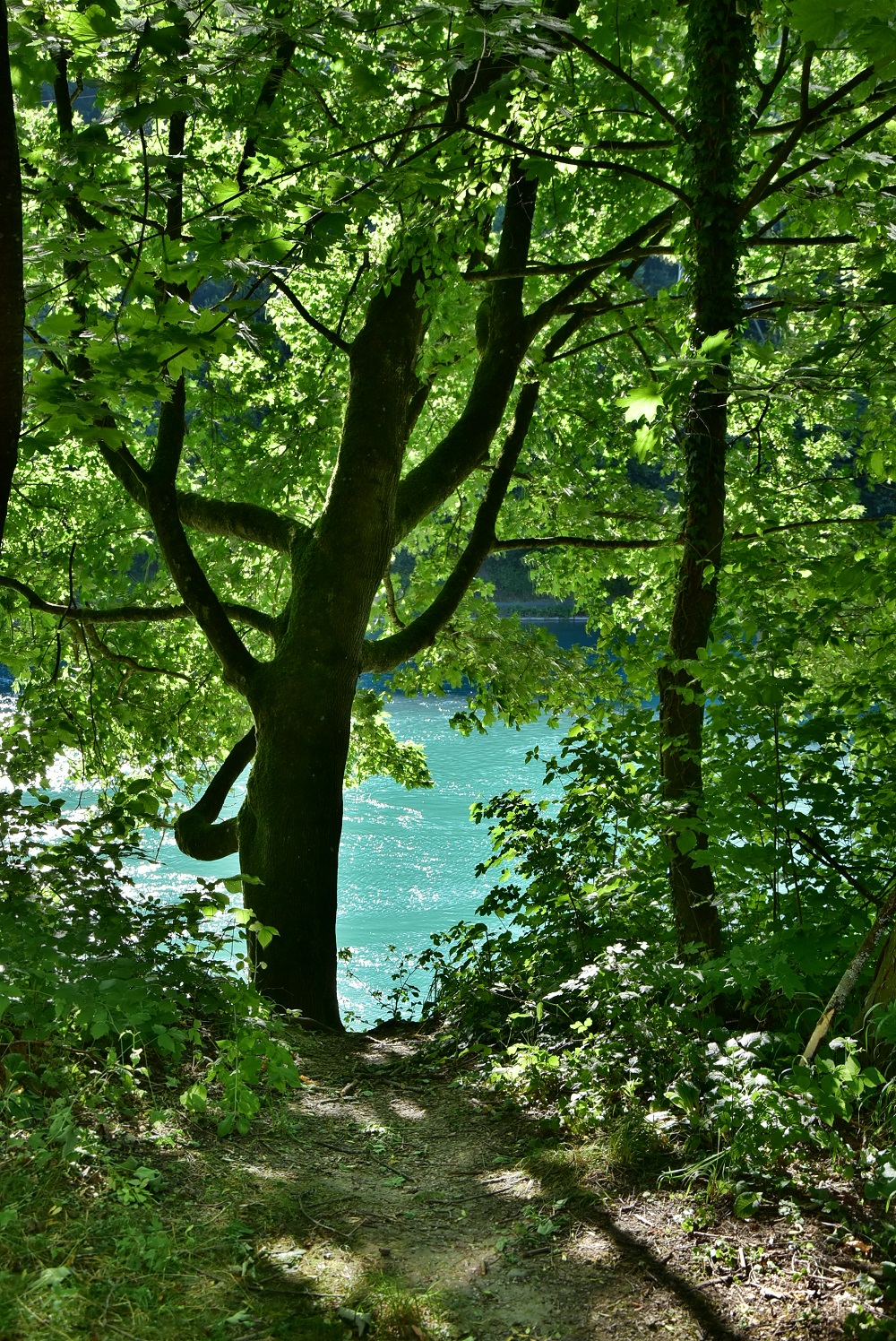 Blick vom Hanghaus auf die Aare Aare Bern